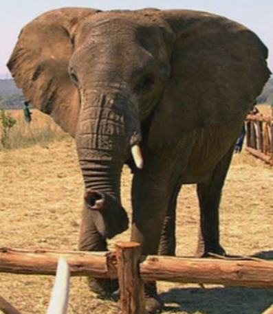 Daily Sex Pictures Asian Elephant Wiki